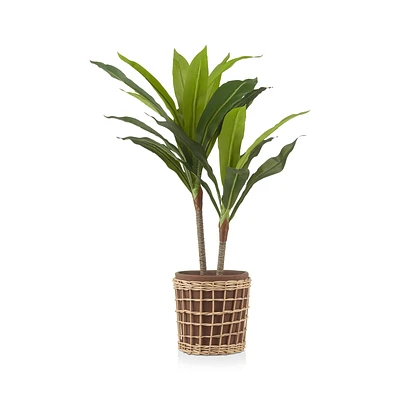 Artificial Dracaena in Woven Pot