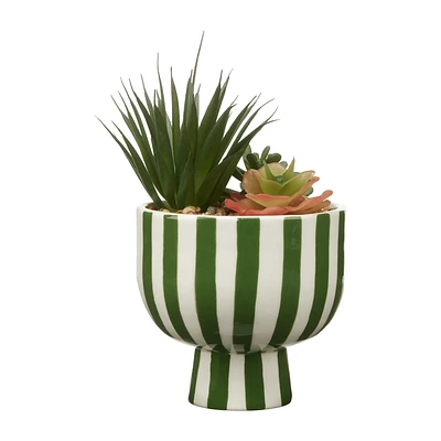 Succulent in Striped Ceramic Pot