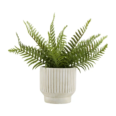 Potted Fern