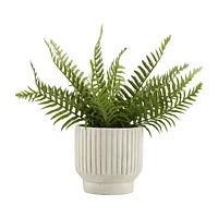 Potted Fern