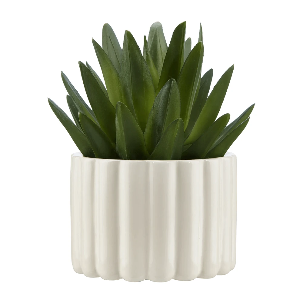 Agave in Pot