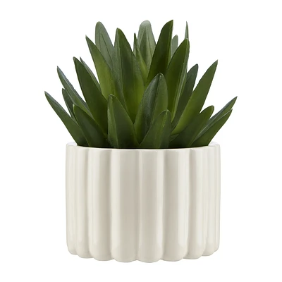 Agave in Pot