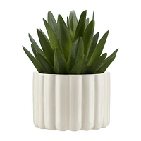 Agave in Pot
