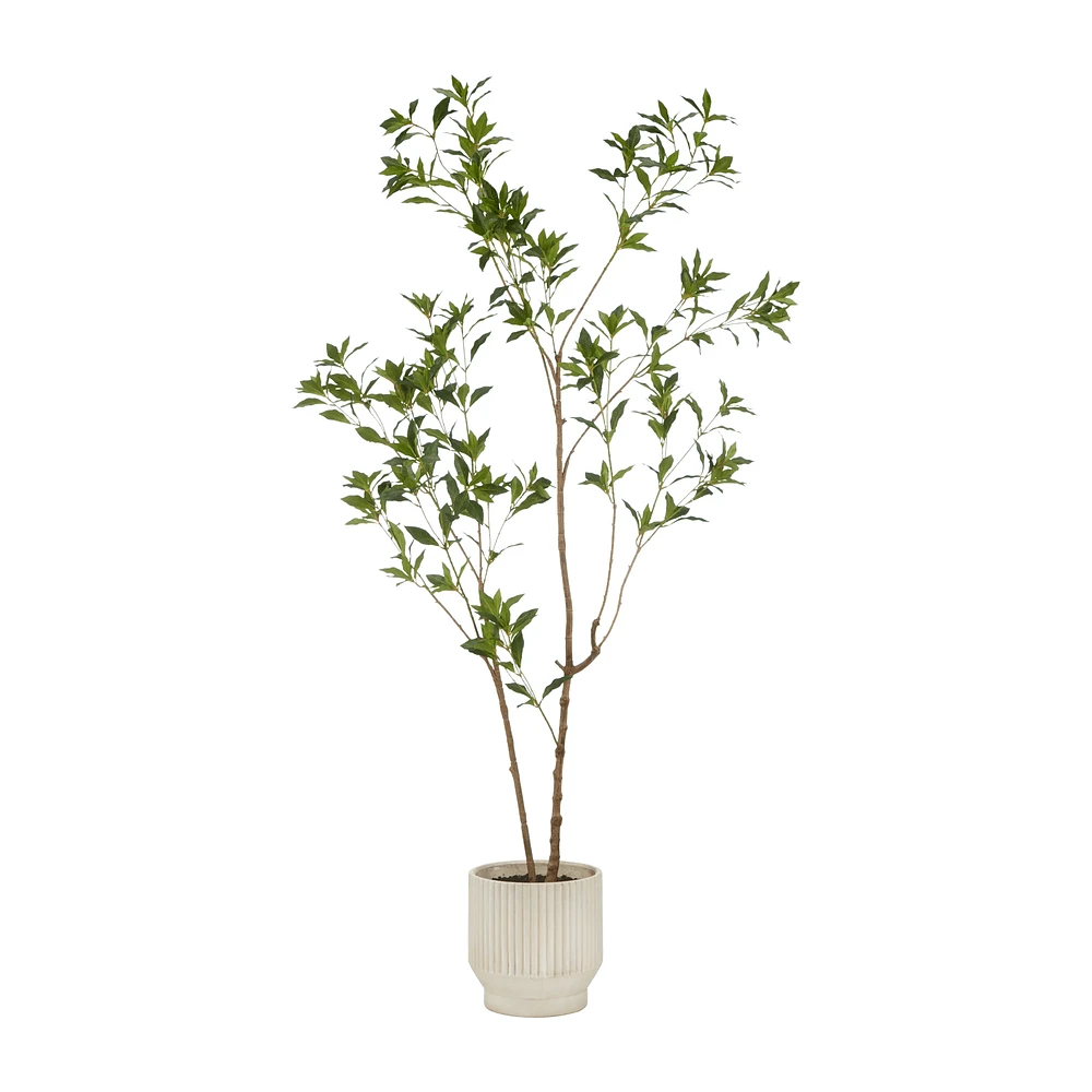 Japanese Pieris Tree
