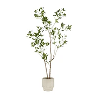 Japanese Pieris Tree