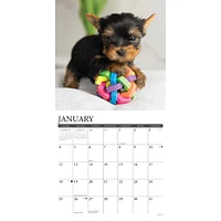 Just Yorkie Puppies 2026 Wall Calendar