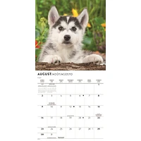Siberian Husky Puppies 2026 Mini Calendar