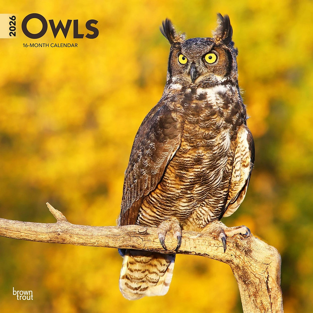 Owls 2026 Wall Calendar - Online Exclusive