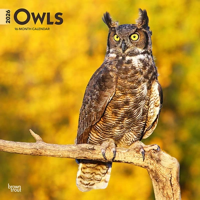 Owls 2026 Wall Calendar - Online Exclusive