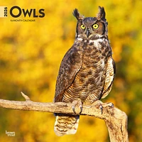 Owls 2026 Wall Calendar - Online Exclusive