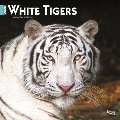 White Tigers Wall 2025 Calendar