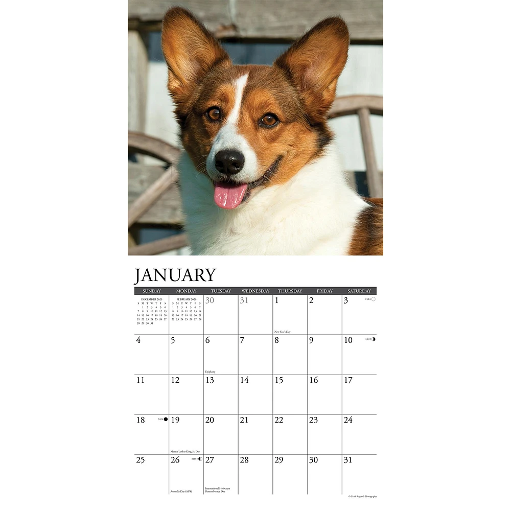 Just Corgis 2026 Wall Calendar