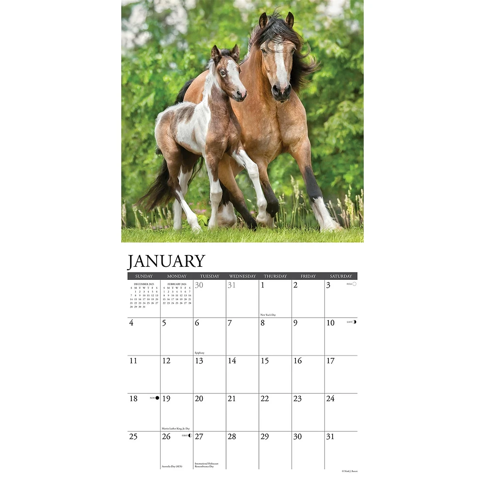 Paint Horses 2026 Wall Calendar