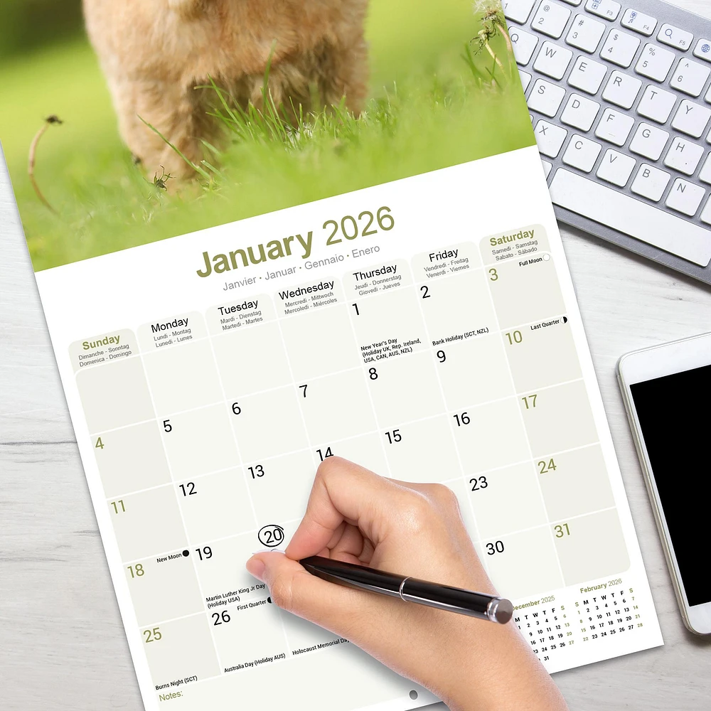 Norwich Norfolk Terrier 2026 Wall Calendar