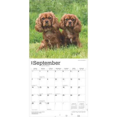 Cavalier King Charles Spaniels Wall 2025 Calendar