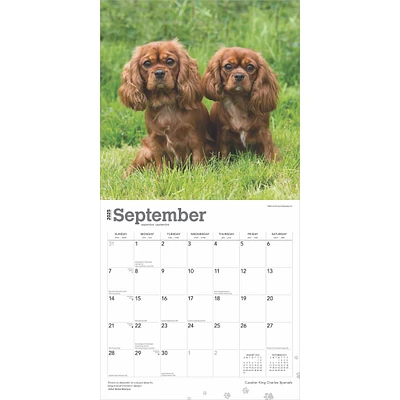 Cavalier King Charles Spaniels Wall 2025 Calendar