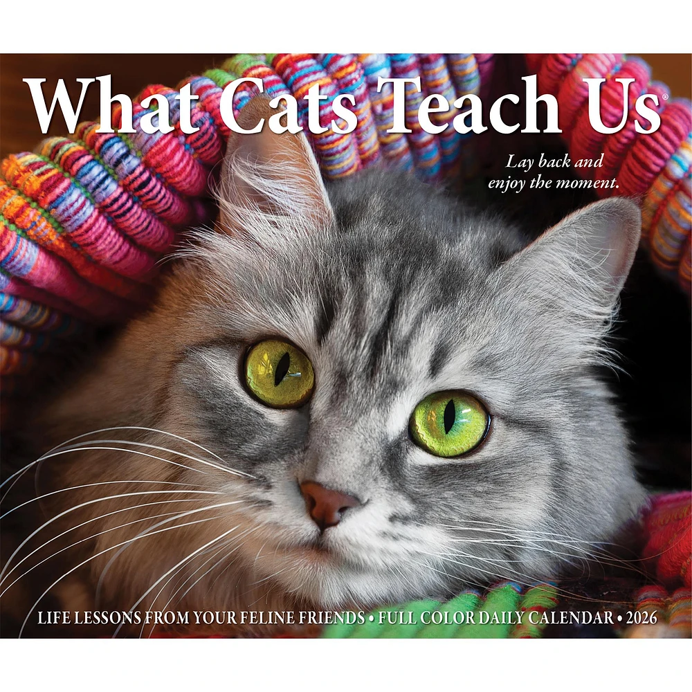 What Cats Teach Us 2026 Box Calendar