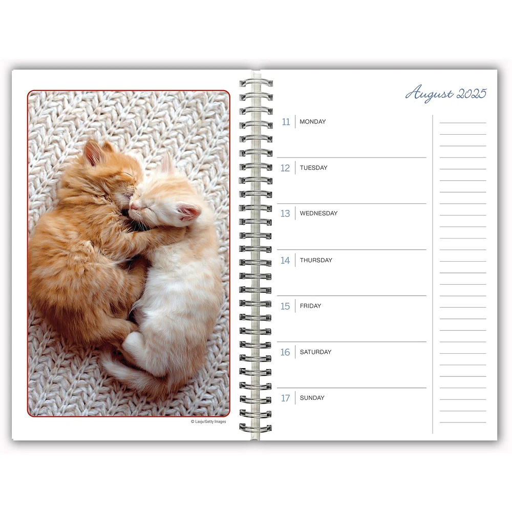 Cat Naps Engagement 2025 Calendar