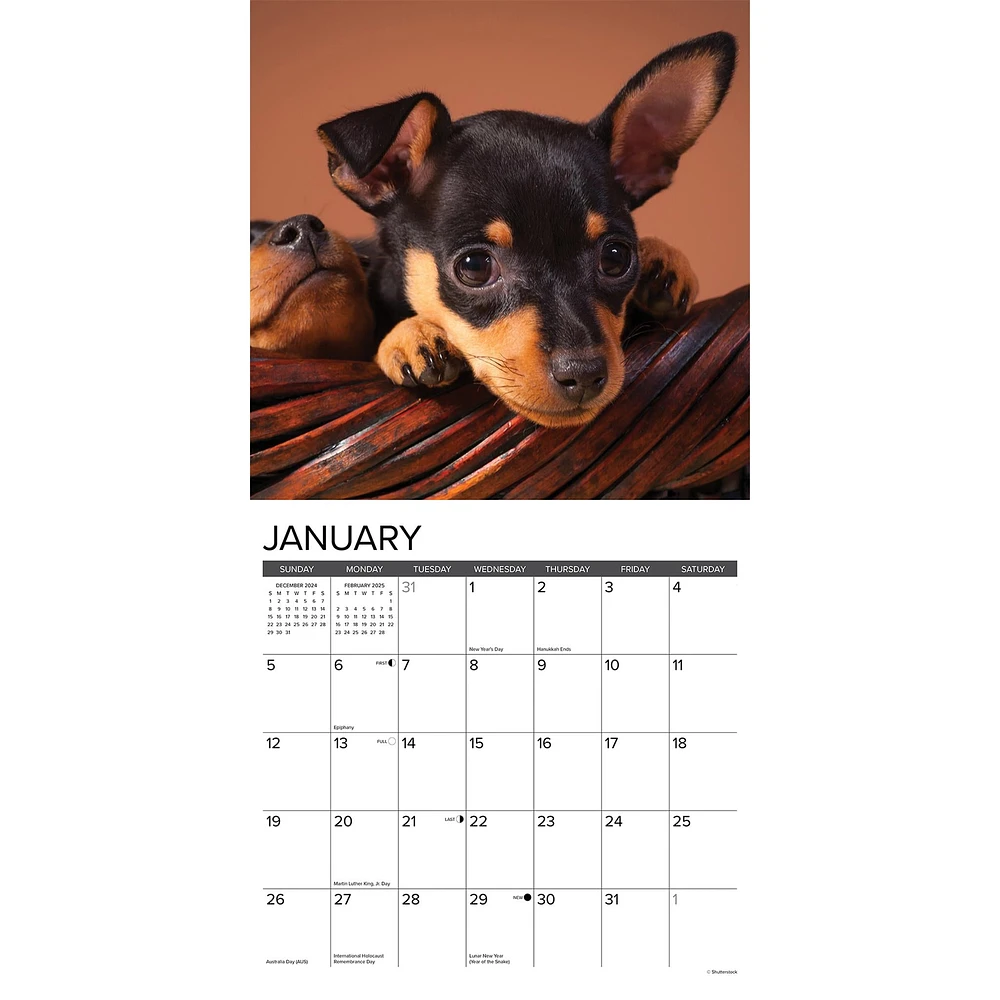 Just Miniature Pinschers Wall 2025 Calendar - Online Exclusive