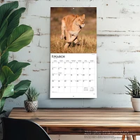 Lions 2026 Wall Calendar - Online Exclusive