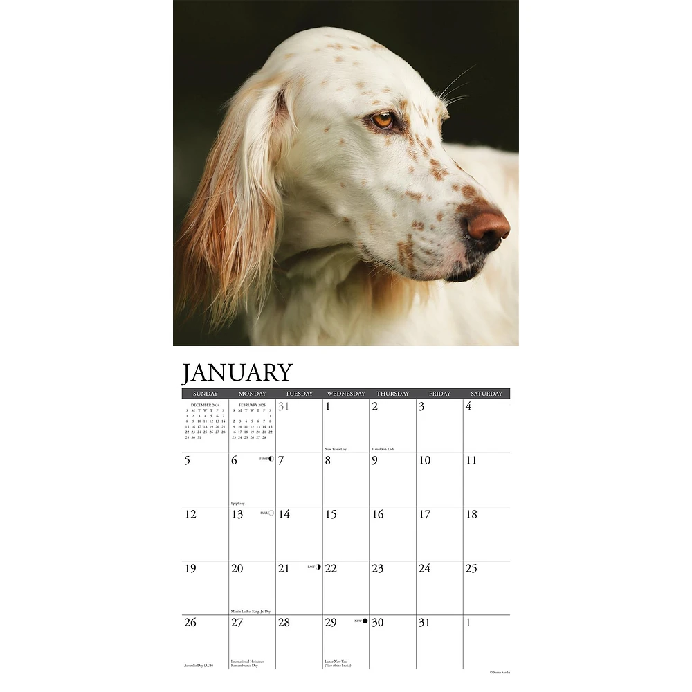 Just English Setters Wall 2025 Calendar - Online Exclusive