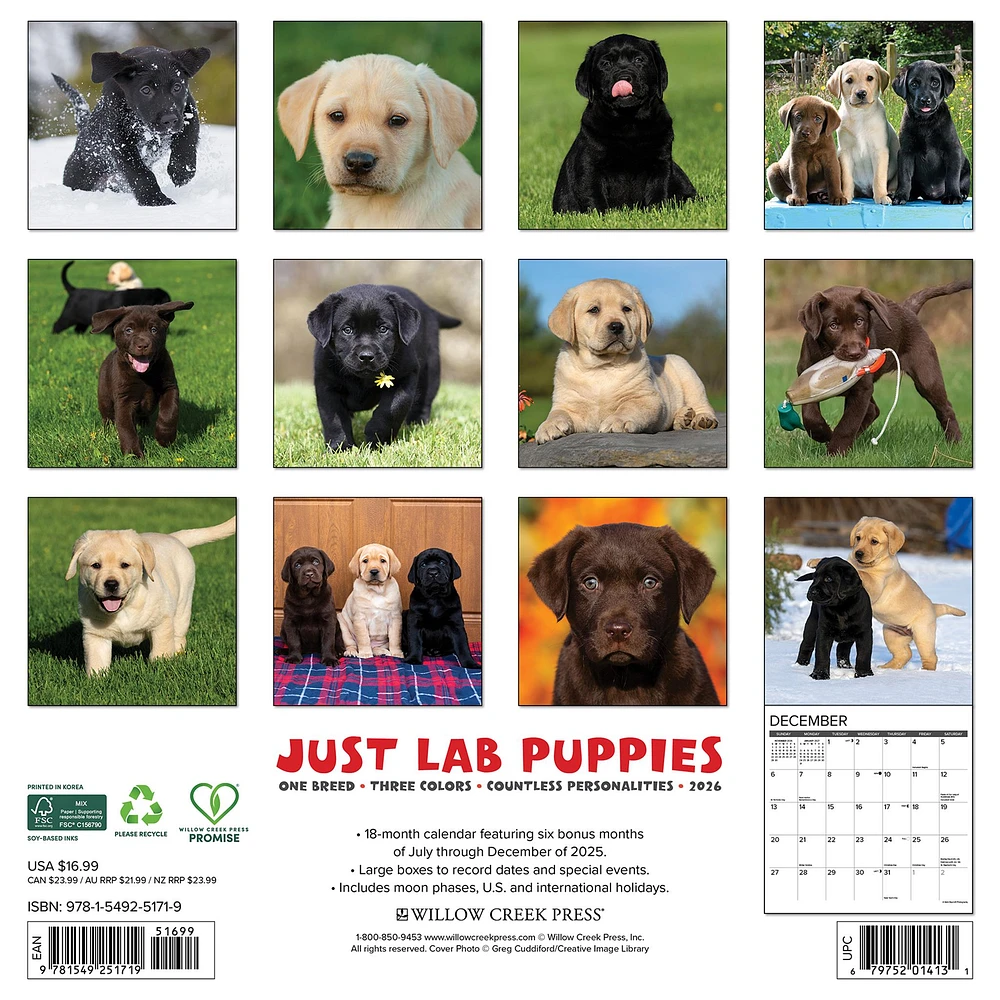 Just Lab Puppies 2026 Wall Calendar
