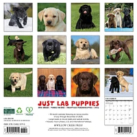 Just Lab Puppies 2026 Wall Calendar