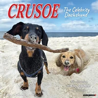 Crusoe The Celebrity Dachshund 2026 Wall Calendar