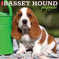 Just Basset Hound Puppies Wall 2025 Calendar