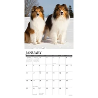 Just Shelties 2026 Wall Calendar
