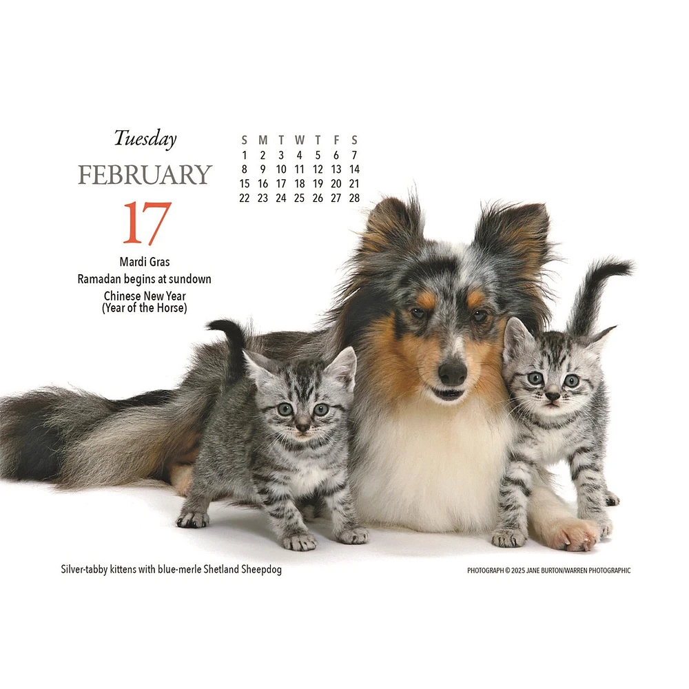 Kittens And Friends Box  2026 Calendar