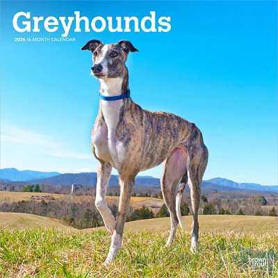 Greyhounds 2026 Wall Calendar