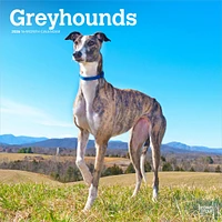 Greyhounds 2026 Wall Calendar