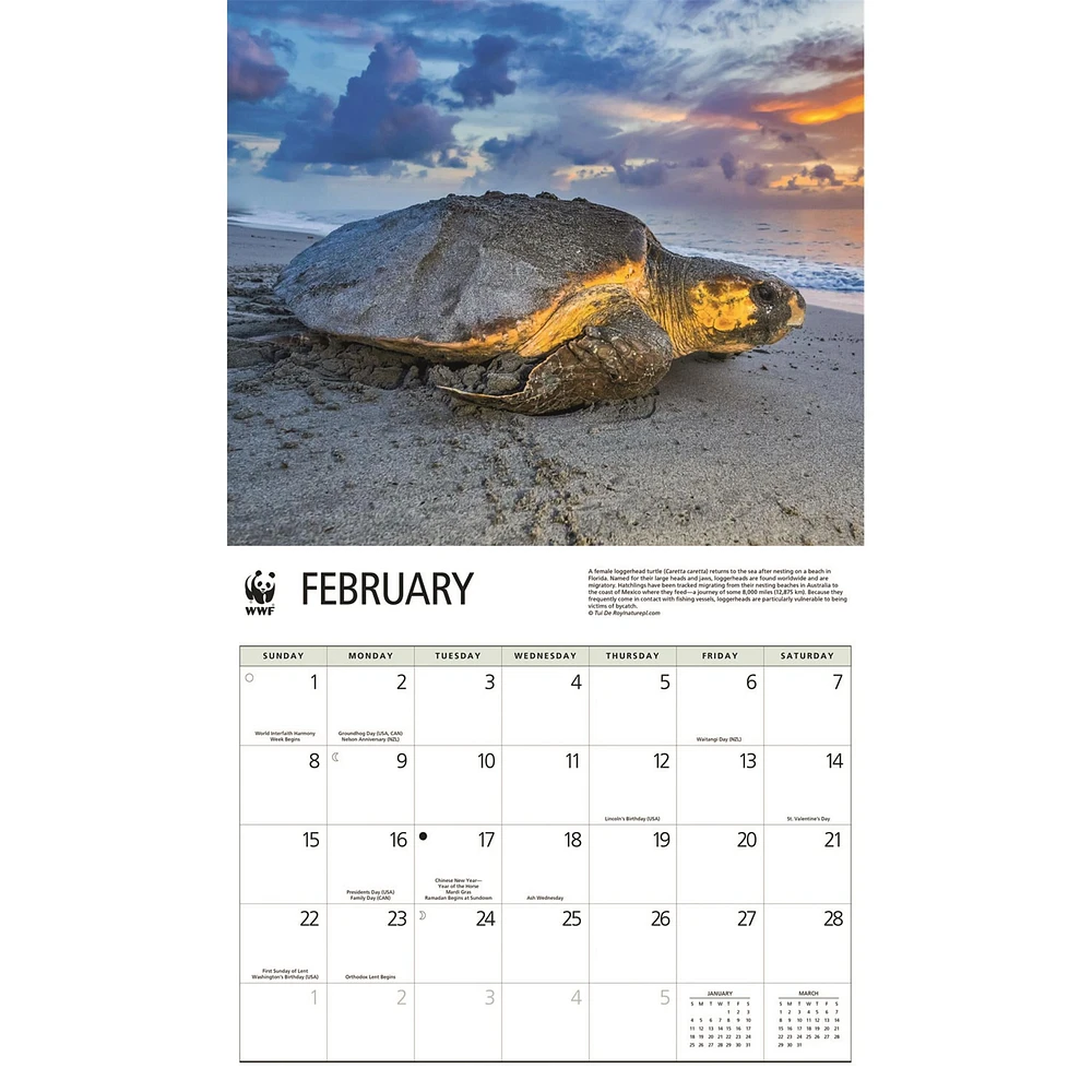 World Wildlife Fund Sea Turtles 2026 Wall Calendar