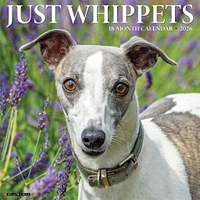 Just Whippets 2026 Wall Calendar