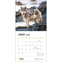 Wolves National Geographic Wall 2025 Calendar