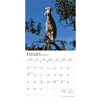 Des Chèvres Dans Des Arbres 2026 Wall Calendar (French)