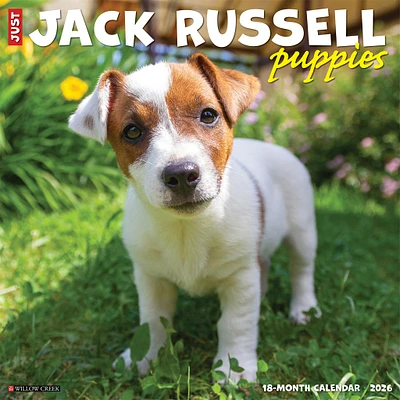 Just Jack Russell Puppies 2026 Wall Calendar - Online Exclusive