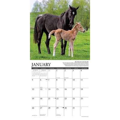 Why Horses Do That Wall 2025 Calendar