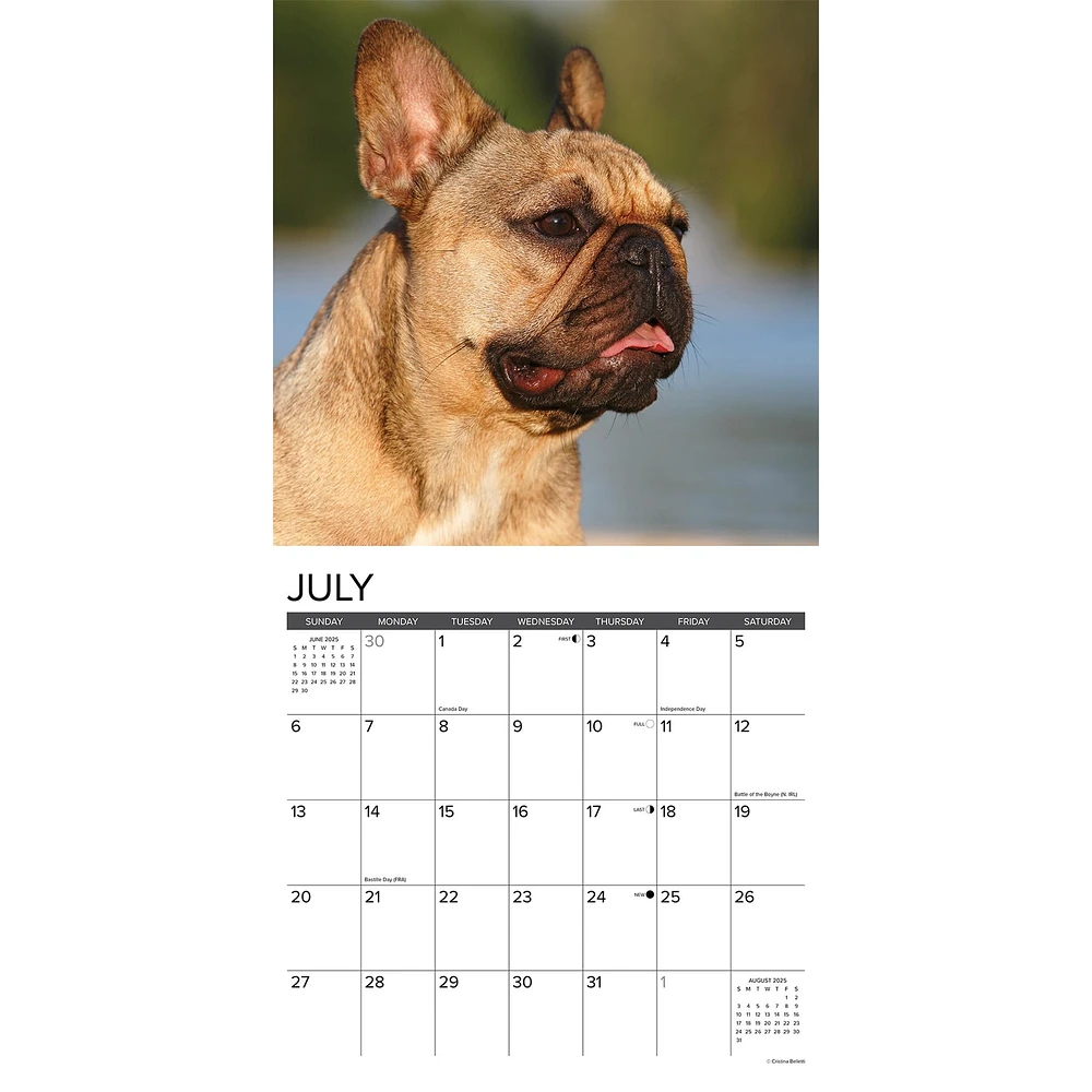 Just French Bulldogs Wall 2025 Calendar