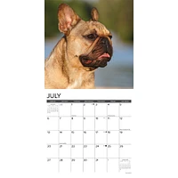 Just French Bulldogs Wall 2025 Calendar