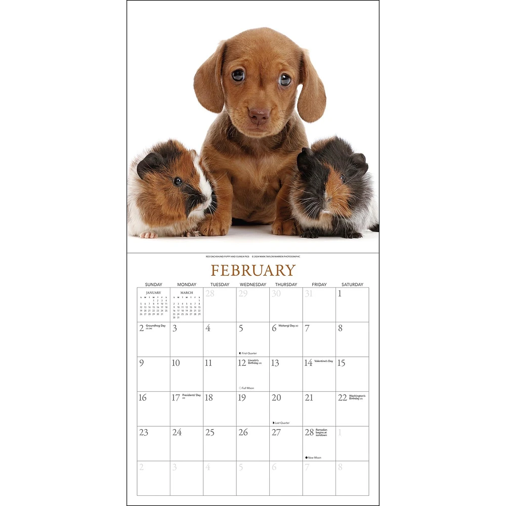 Puppies And Friends Wall 2025 Calendar