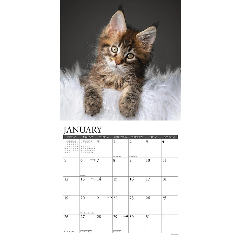 Just Maine Coon Kittens Wall 2025 Calendar