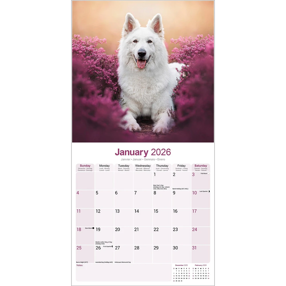 White Shepherd 2026 Wall Calendar