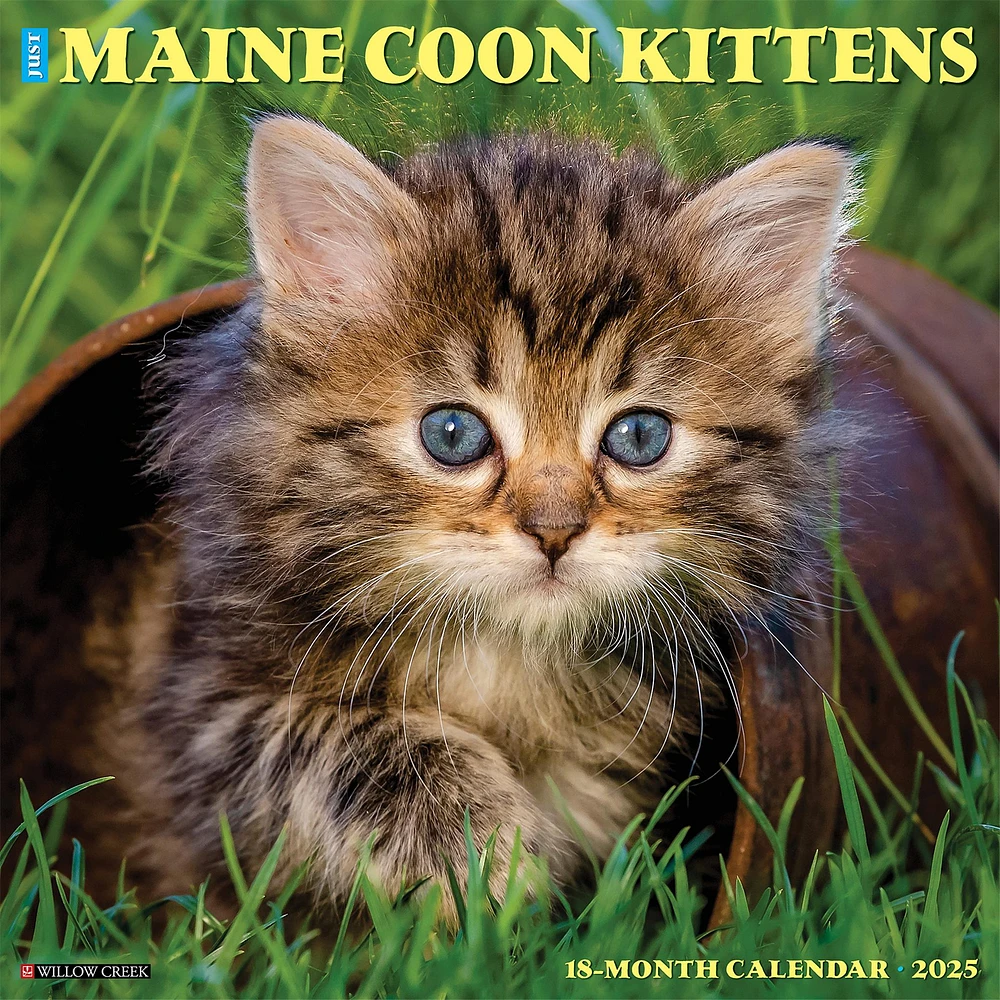 Just Maine Coon Kittens Wall 2025 Calendar