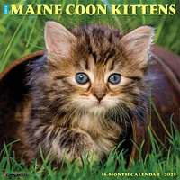 Just Maine Coon Kittens Wall 2025 Calendar