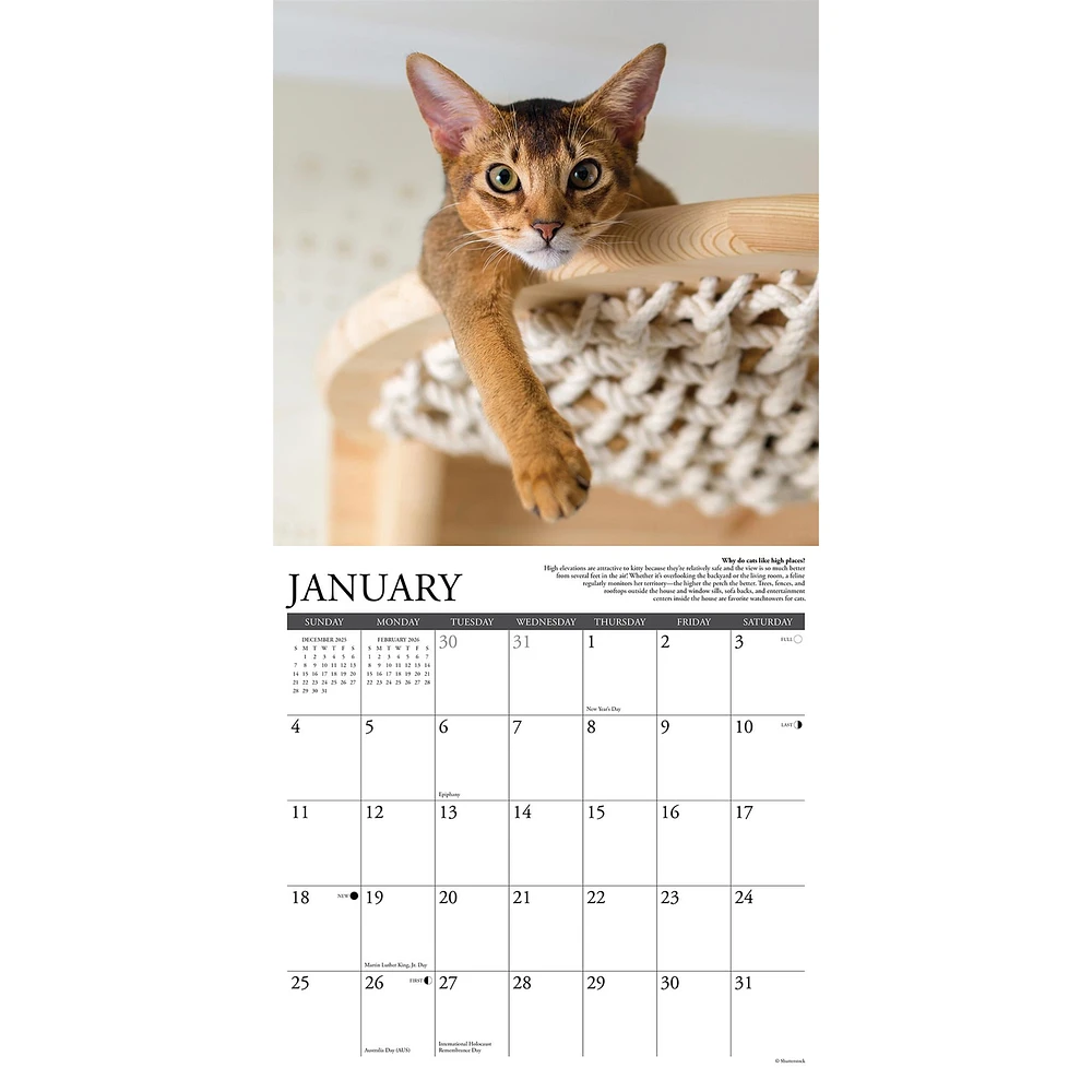 Why Cats Do That 2026 Wall Calendar