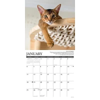 Why Cats Do That 2026 Wall Calendar