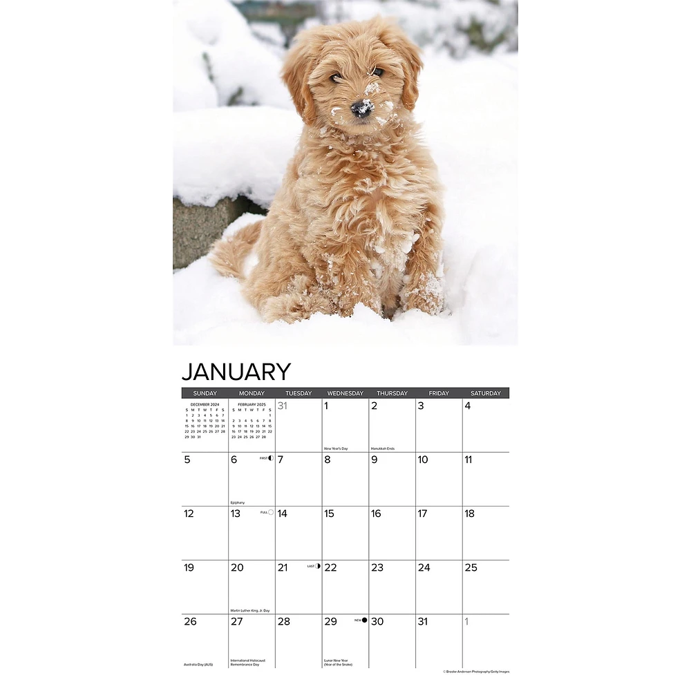 Just Goldendoodle Puppies  Wall 2025 Calendar