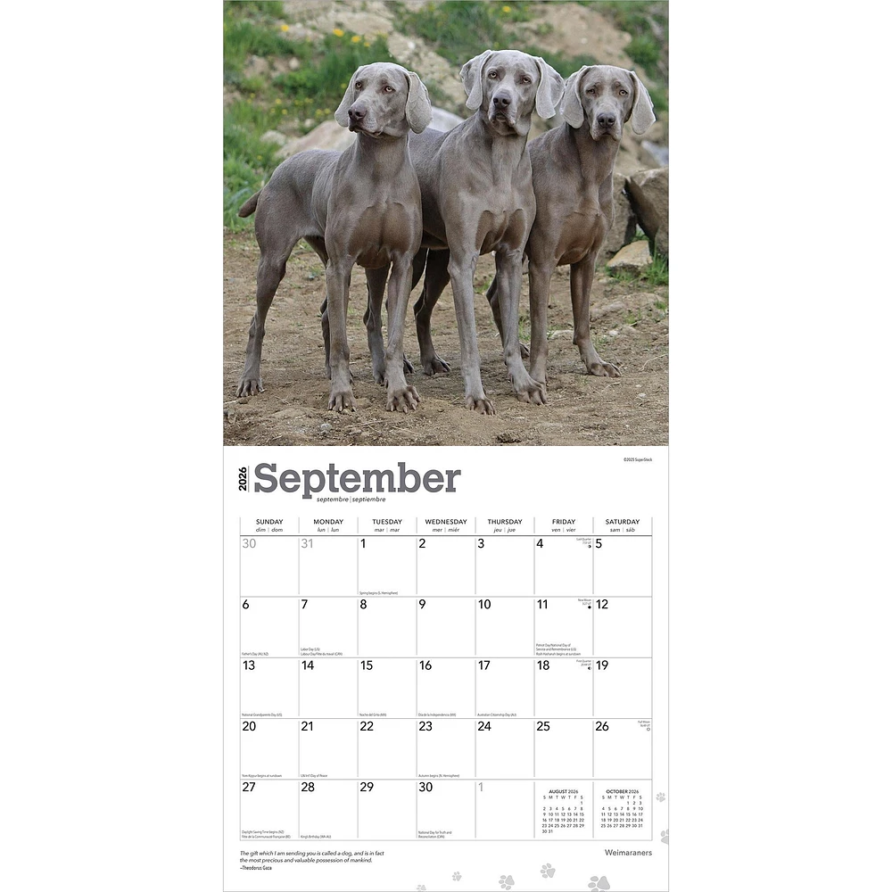 Weimaraners 2026 Wall Calendar